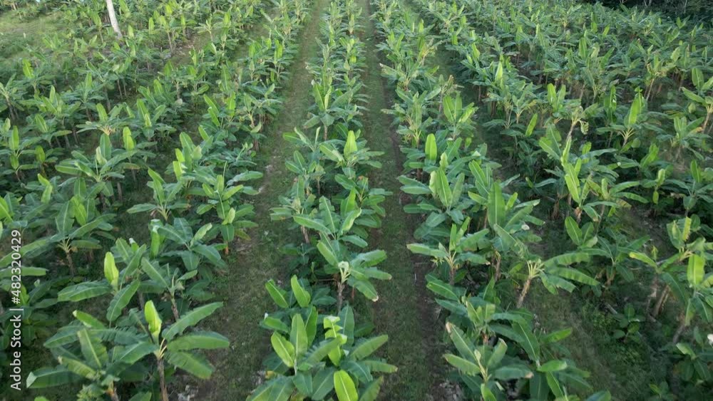 AERIAL - Camera fly's low over banana plantation crop AERIAL - Camera fly's low over banana plantation crop