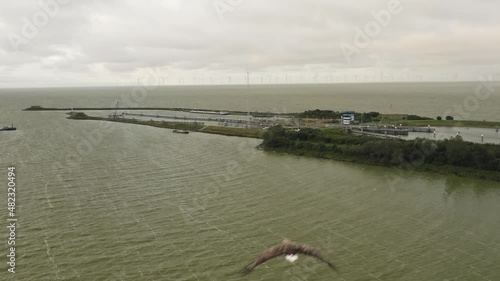 Aerial tracking shot of a white-tailed sea eagle (Haliaeetus albicilla) along the coast on an overcast day photo