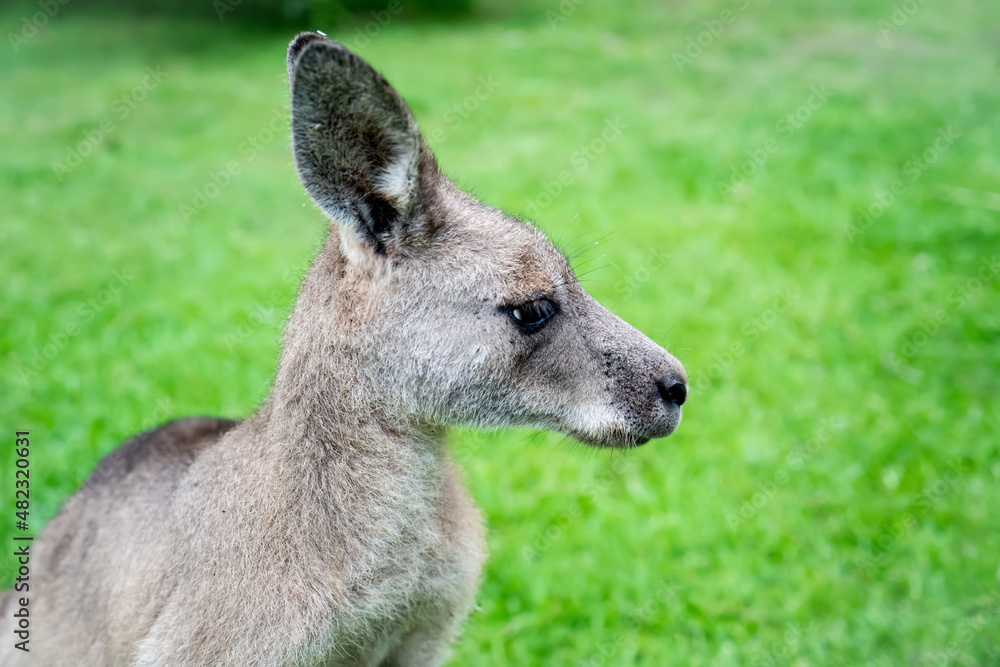 Male kangaroo close up portrait in the bush. Australian wildlife marsupial animal