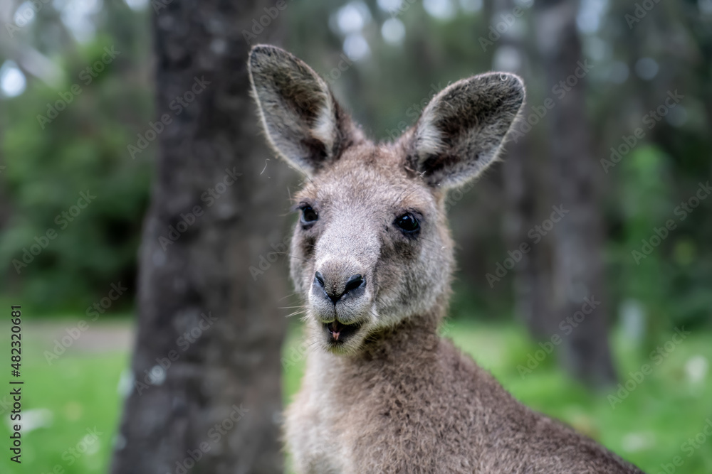 Male kangaroo close up portrait in the bush. Australian wildlife marsupial animal Male kangaroo close up portrait in the bush. Australian wildlife marsupial animal