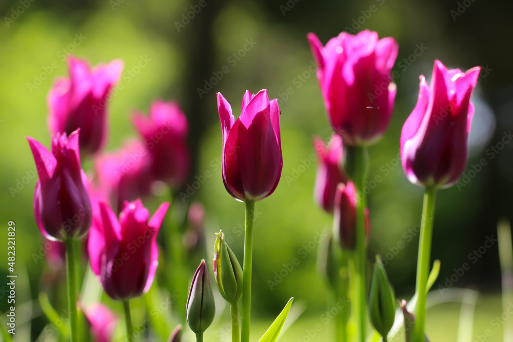 Pink tulips flower with selective focus, beautiful flower in garden plant, tulip spring-blooming Pink tulips flower with selective focus, beautiful flower in garden plant, tulip spring-blooming