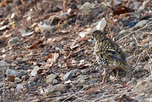 scaly thrush in the grass field