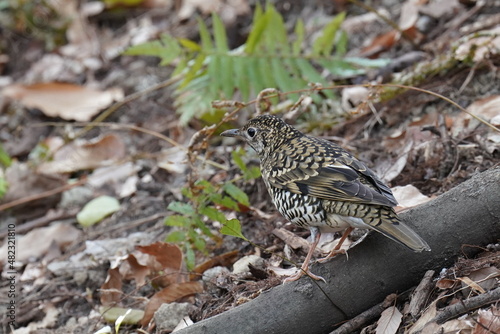 scaly thrush in the grass field