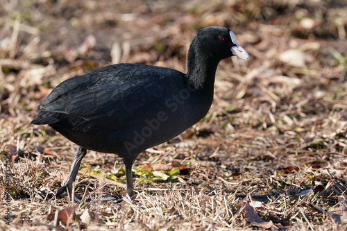 eurasian coot in the grass filed