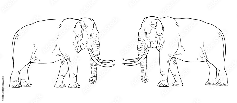 Asian elephant bull. Elephant template for coloring book.