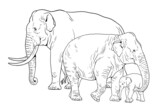 Asian elephant family. Elephant bull, cow and baby elephant. Digital template for coloring book.