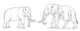A comparison of African and Asian elephants. Digital template for coloring book.