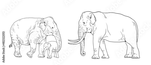 Asian elephant family. Elephant bull, cow and baby elephant. Digital template for coloring book.