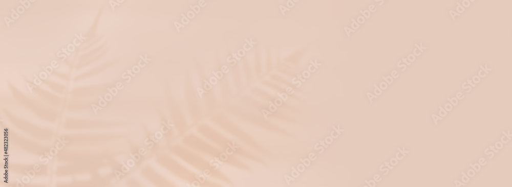 Fototapeta banner light pastel beige background shadow palm fern