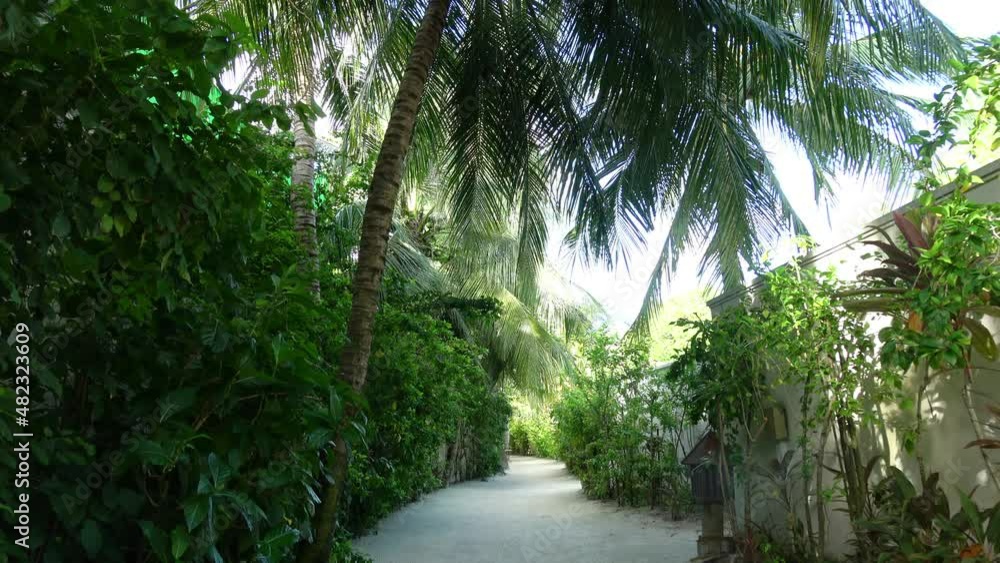 ein Weg im Dschungel auf einer Insel auf den Malediven ein Weg im Dschungel auf einer Insel auf den Malediven