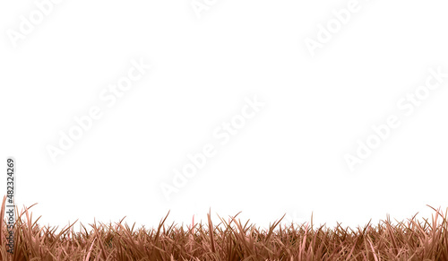 Withered brown grass (landscape ) | white background