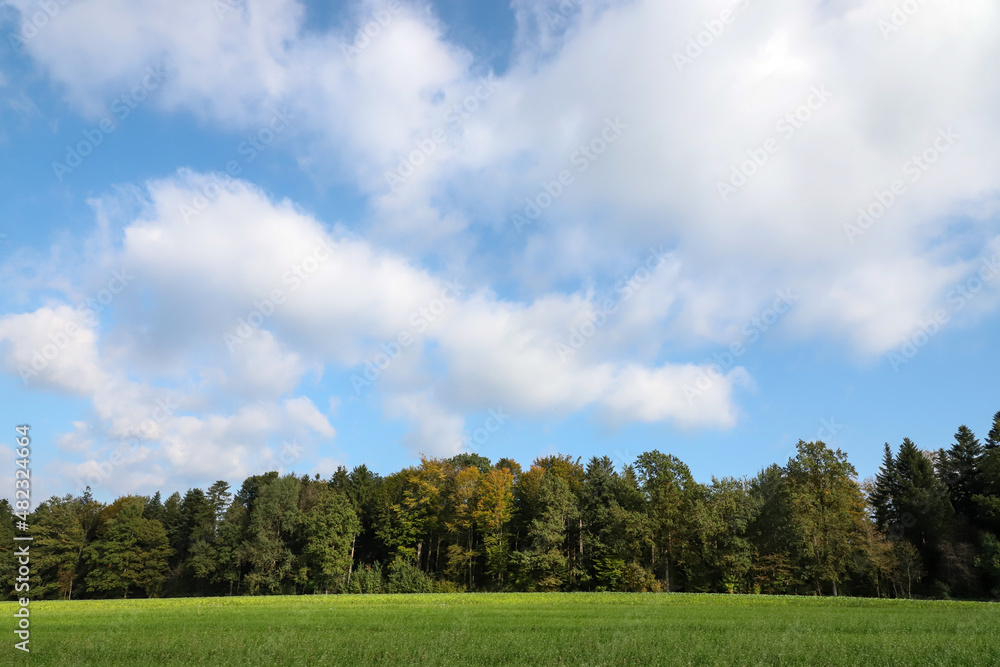 Waldrand bei Wiese mit blauem Himmel, leicht bewölkt, Mischwald, herbst Waldrand bei Wiese mit blauem Himmel, leicht bewölkt, Mischwald, herbst