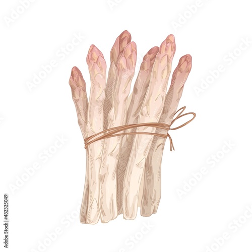 Asparagus sprouts bundle. Fresh vegetarian sparrow grass in bunch, tied with string. Healthy food plant drawing. Realistic hand-drawn vector illustration of vegetable isolated on white background
