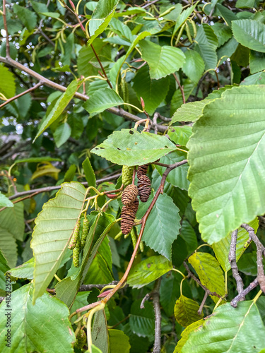 Foto Grey alder (Alnus incana)