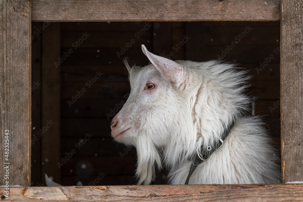 Fototapeta premium A white goat of the Zaanen breed on a dark background in a wooden frame. A window in the barn, a place for text. Concept: lifestyle, home farm, goat breeding, animal husbandry, ecological product.