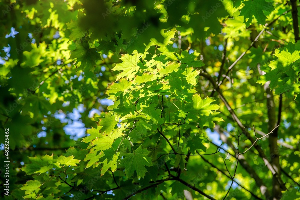 Green nature background with maple leaves
Green nature background with maple leaves