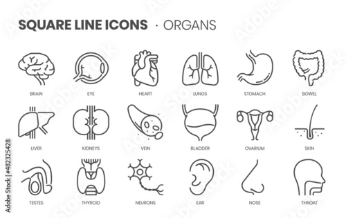 Organs related, pixel perfect, editable stroke, up scalable square line vector icon set.
