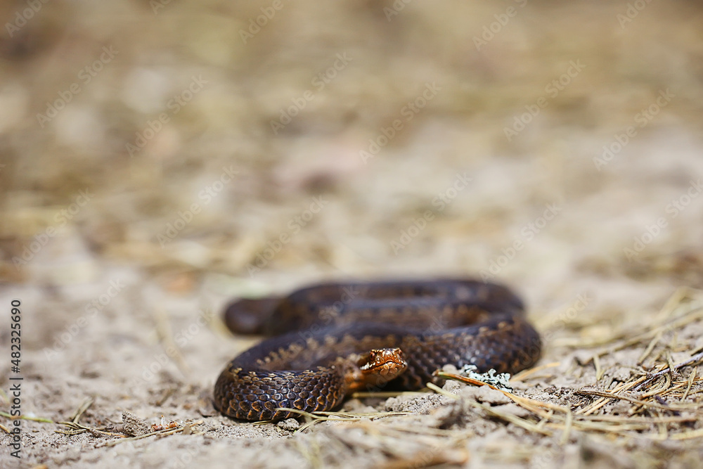 snake viper in the swamp, reptile in the wild, poisonous dangerous animal, wildlife snake viper in the swamp, reptile in the wild, poisonous dangerous animal, wildlife