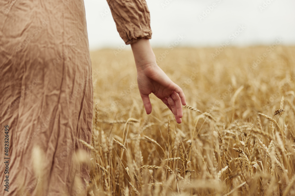 hand the farmer concerned the ripening of wheat ears in early summer harvest