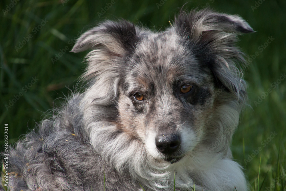 Grautier, Kopfportrait einer wunderschönen Australian Shepherd Dame sitzend im hohen Gras im Sommer mit dem Blick zur Seite