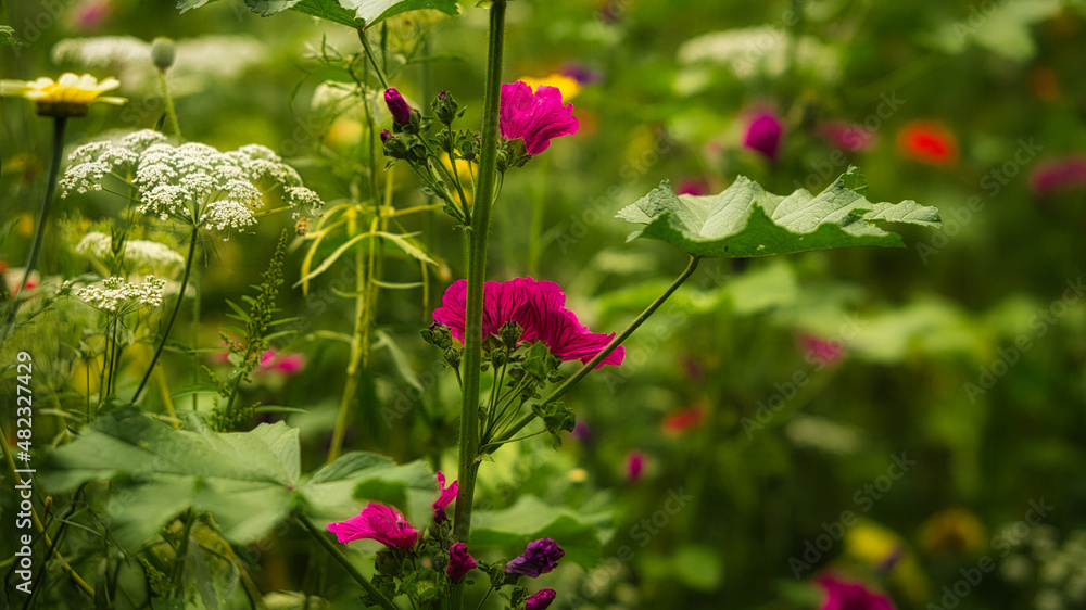 Red flower with beautiful petals individually depicted on a flower meadow. Red flower with beautiful petals individually depicted on a flower meadow.