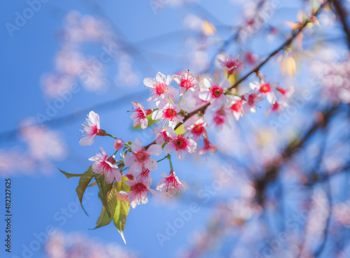 Thai Cherry Blossoms, in the north.