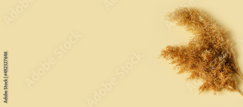 Pampas grass mock up and template minimalists composition with white poster on yellow background