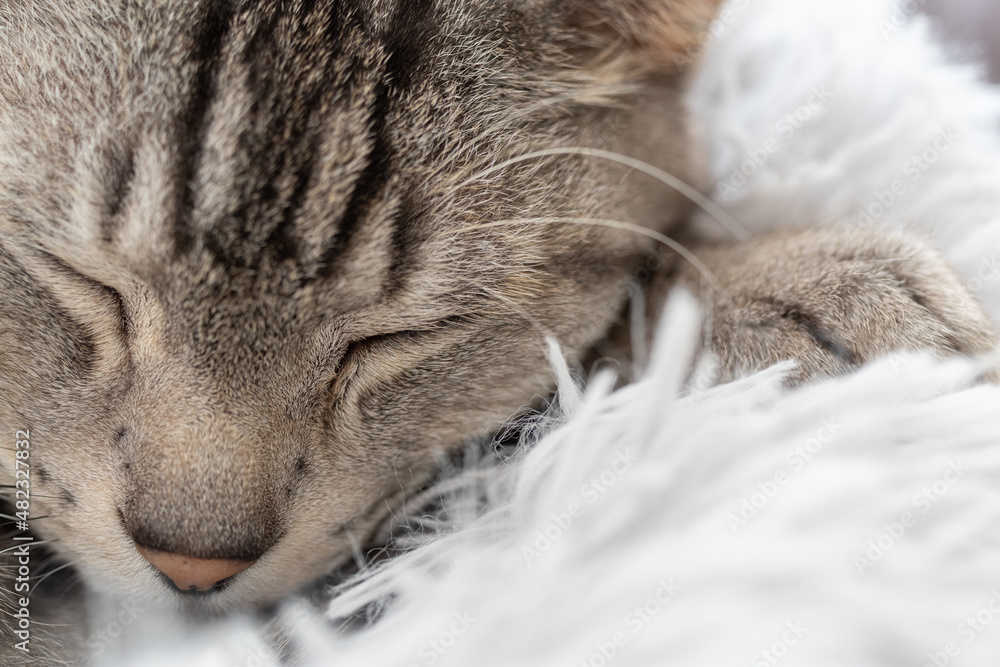 眠る猫 サバトラ猫 眠る猫 サバトラ猫