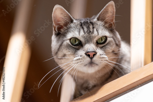 格子の隙間から顔を出す猫 サバトラ猫