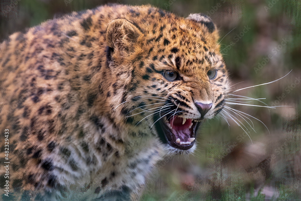 Fototapeta premium leopard