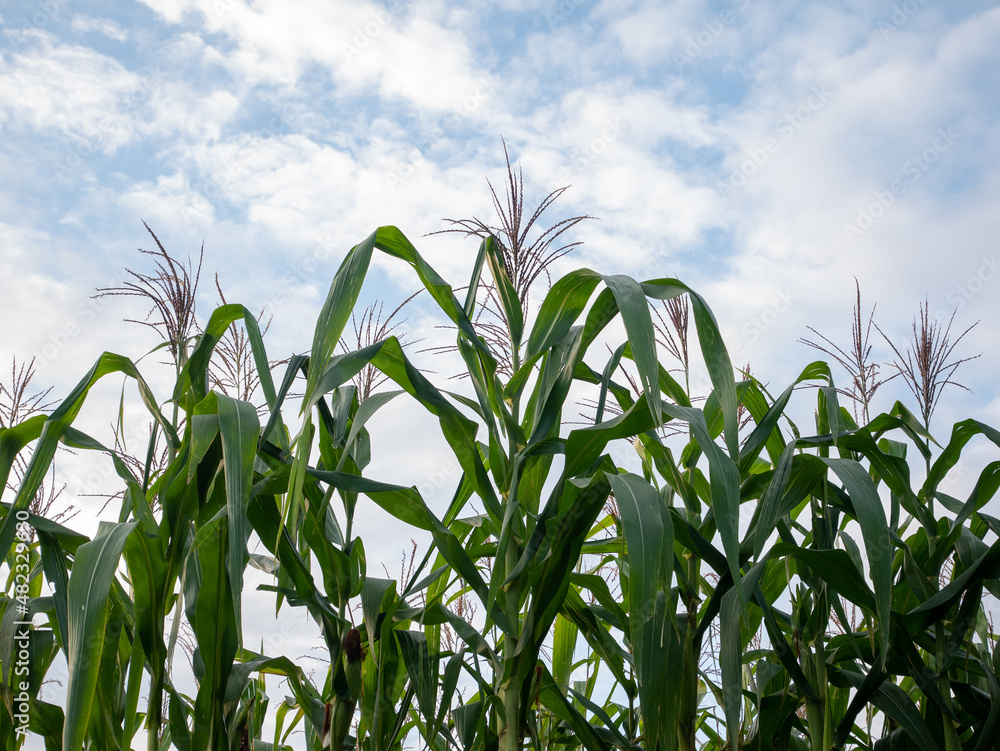 Corn field in clear day, corn tree with blue cloudy Sky Corn field in clear day, corn tree with blue cloudy Sky