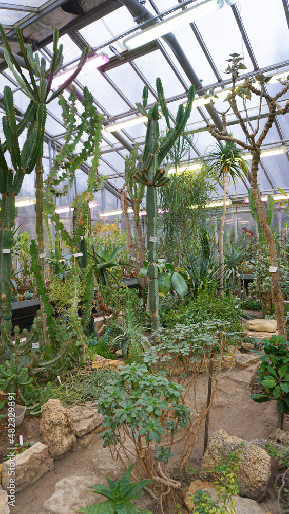 winter garden, greenhouse, greenhouse with tropical plants