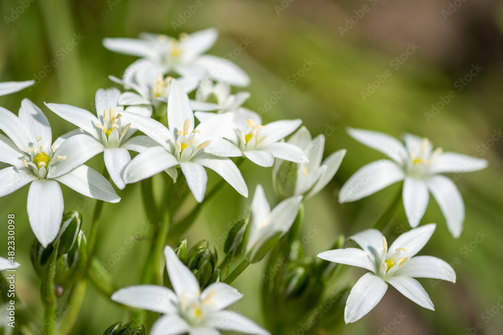 Star of Bethlehem