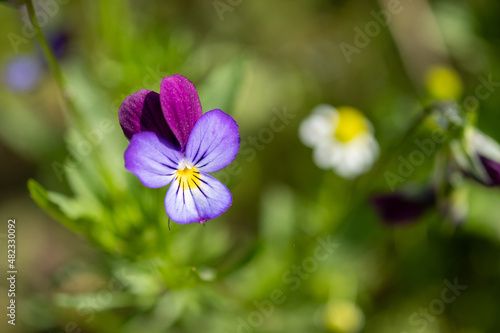 Wild pansy flower in the garden