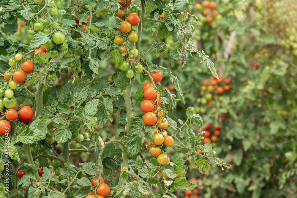Tomato plantation under the open sky. Red and green fruits on the plant