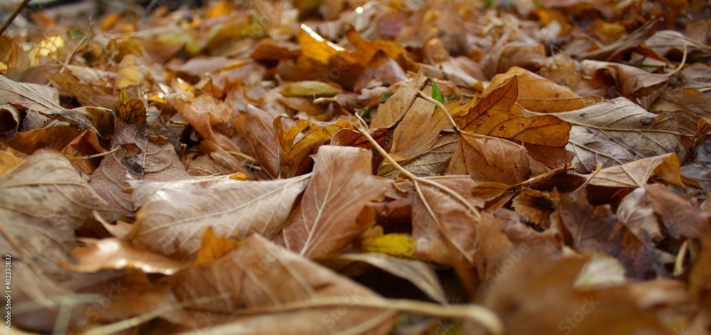 Autumn background - fallen brown leaves. Shallow depth of field