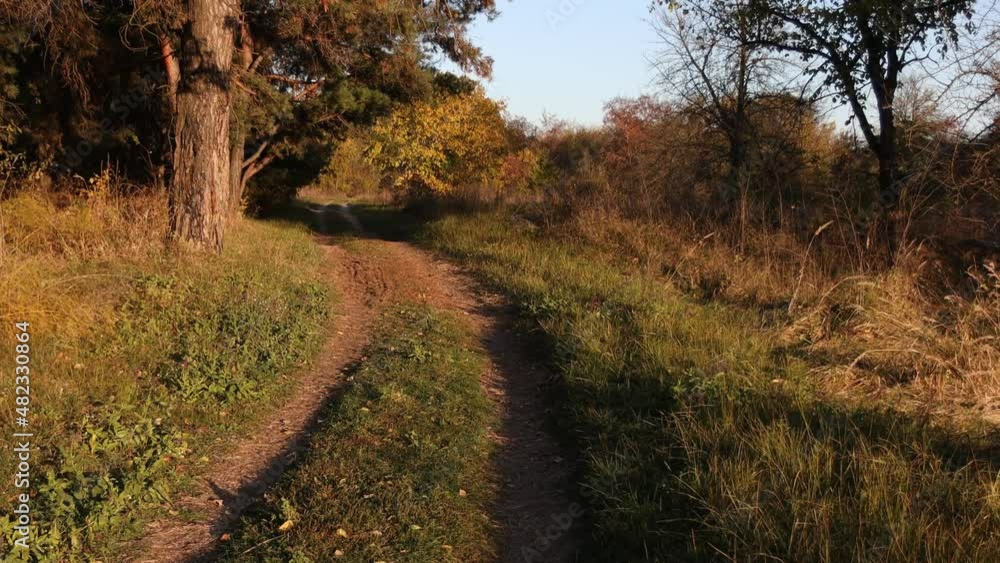 Evening walk through the forest in autumn. Forest paths. The beautiful setting sun illuminates the landscape. Different trees, spruce trees. Evening walk through the forest in autumn. Forest paths. The beautiful setting sun illuminates the landscape. Different trees, spruce trees.