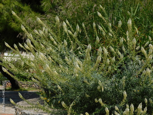 White mignonettes or reseda alba, plants in a green field in Attica, Greece photo