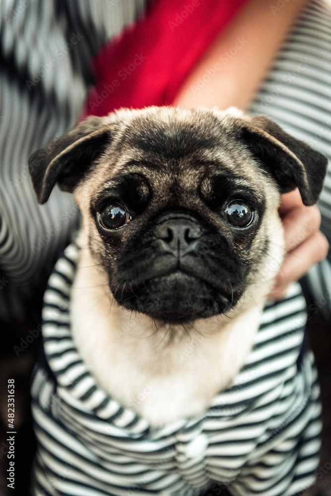 Funny pug in striped clothes. Vertical photo. Advertising concept. A place to record.