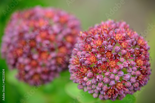 Pink Rhodiola Flower at Vanoise National Park, France photo