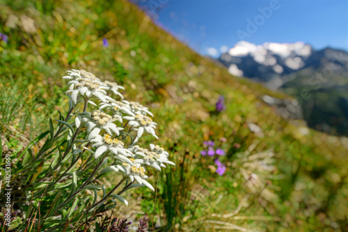 Edelweiss white flowers in field on sunny day, Vanoise National Park, France