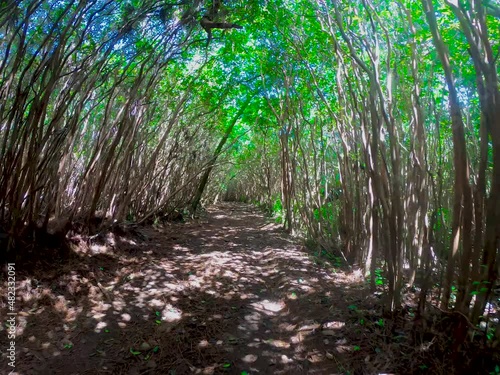 View of a forest trail in Mauritius island