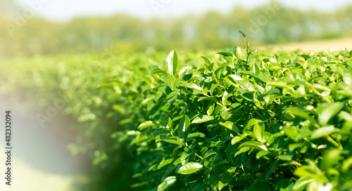 green tea leaves