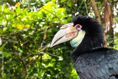 Portrait of a large hornbill. Close up in the wild. A colorful tropical bird native to Asia, Malaysian.