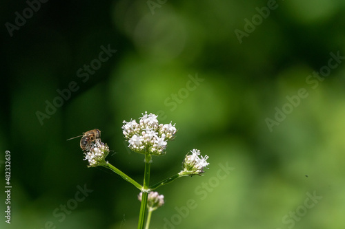 Honey bee collecting pollen from white flowers. Soft green background. Summer  wild flowers  calm  soothing