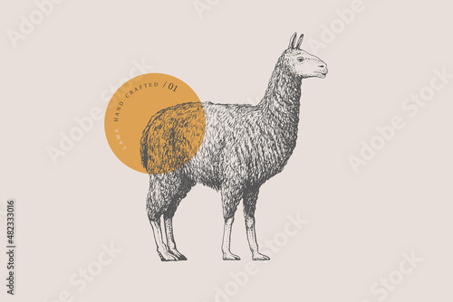 Hand-draw of a walking alpaca or llama on a light background. Animal in vintage engraving style. Vector retro illustration.