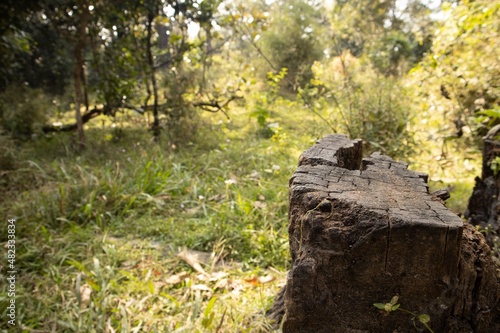 tree stump