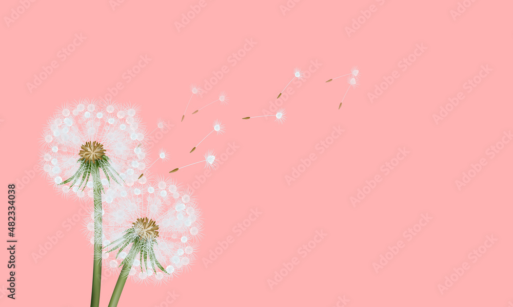 dandelion on rose gold color background. Flat lay, modern, copy space, social media