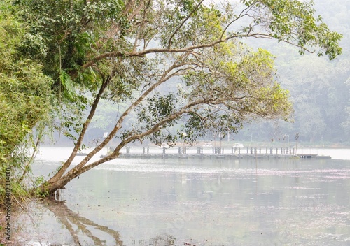 Tree on a river bank
