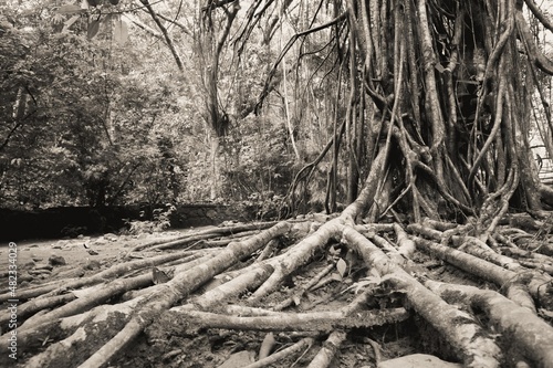 Roots of a tree